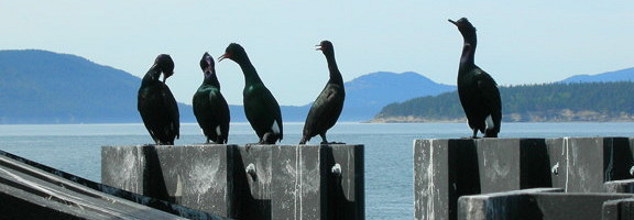 cormorants at the ferry dock